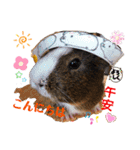 Choco families LOVE LOVE(日本語＆台湾語)（個別スタンプ：2）