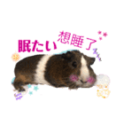 Choco families LOVE LOVE(日本語＆台湾語)（個別スタンプ：5）