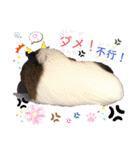 Choco families LOVE LOVE(日本語＆台湾語)（個別スタンプ：7）