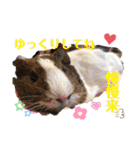Choco families LOVE LOVE(日本語＆台湾語)（個別スタンプ：9）