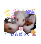 Choco families LOVE LOVE(日本語＆台湾語)（個別スタンプ：15）