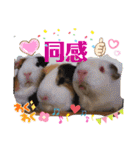 Choco families LOVE LOVE(日本語＆台湾語)（個別スタンプ：18）