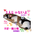 Choco families LOVE LOVE(日本語＆台湾語)（個別スタンプ：21）