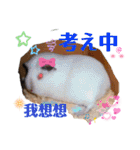 Choco families LOVE LOVE(日本語＆台湾語)（個別スタンプ：24）