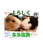Choco families LOVE LOVE(日本語＆台湾語)（個別スタンプ：25）