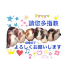 Choco families LOVE LOVE(日本語＆台湾語)（個別スタンプ：26）