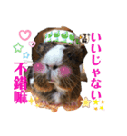 Choco families LOVE LOVE(日本語＆台湾語)（個別スタンプ：27）