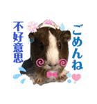Choco families LOVE LOVE(日本語＆台湾語)（個別スタンプ：28）