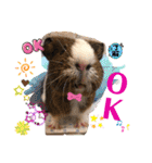 Choco families LOVE LOVE(日本語＆台湾語)（個別スタンプ：29）