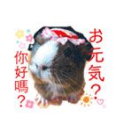 Choco families LOVE LOVE(日本語＆台湾語)（個別スタンプ：31）