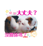 Choco families LOVE LOVE(日本語＆台湾語)（個別スタンプ：33）