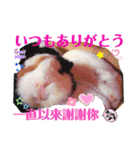 Choco families LOVE LOVE(日本語＆台湾語)（個別スタンプ：37）