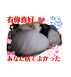 Choco families LOVE LOVE(日本語＆台湾語)（個別スタンプ：38）
