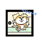 Mr.柴犬のパワーワード（個別スタンプ：32）