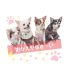 チワワの日常ことば（個別スタンプ：1）