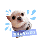 チワワの日常ことば（個別スタンプ：3）
