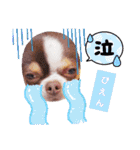 チワワの日常ことば（個別スタンプ：12）