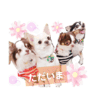 チワワの日常ことば（個別スタンプ：14）