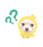 チワワの日常ことば（個別スタンプ：16）