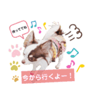 チワワの日常ことば（個別スタンプ：18）