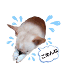 チワワの日常ことば（個別スタンプ：20）