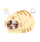 チワワの日常ことば（個別スタンプ：21）
