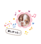 チワワの日常ことば（個別スタンプ：33）