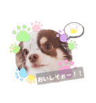 チワワの日常ことば（個別スタンプ：34）