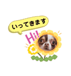 チワワの日常ことば（個別スタンプ：39）
