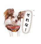チワワの日常ことば（個別スタンプ：40）