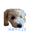 ちゅんちのわんこvol.2（個別スタンプ：2）