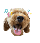 ちゅんちのわんこvol.2（個別スタンプ：14）