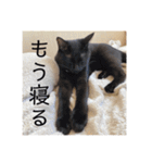 うちの子達しか勝たん（個別スタンプ：4）