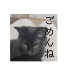 うちの子達しか勝たん（個別スタンプ：9）