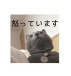 うちの子達しか勝たん（個別スタンプ：10）