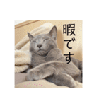 うちの子達しか勝たん（個別スタンプ：13）
