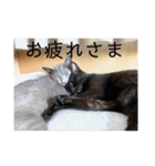 うちの子達しか勝たん（個別スタンプ：16）