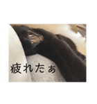 うちの子達しか勝たん（個別スタンプ：17）