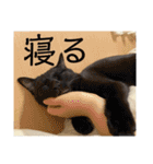 うちの子達しか勝たん（個別スタンプ：23）