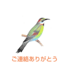 あざやかな色の鳥とリゾート風景（個別スタンプ：6）