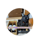 黒猫チャージャーのスタンプです（個別スタンプ：1）