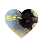 黒猫チャージャーのスタンプです（個別スタンプ：5）