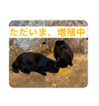 黒猫チャージャーのスタンプです（個別スタンプ：7）