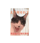 黒猫チャージャーのスタンプです（個別スタンプ：8）