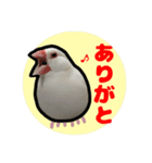 文鳥のシルキー（個別スタンプ：1）