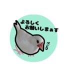 文鳥のシルキー（個別スタンプ：8）