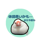 文鳥のシルキー（個別スタンプ：10）