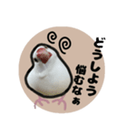 文鳥のシルキー（個別スタンプ：14）