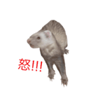 イタチのこんぶ①（個別スタンプ：3）