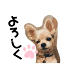内弁慶のふうちゃん（個別スタンプ：1）